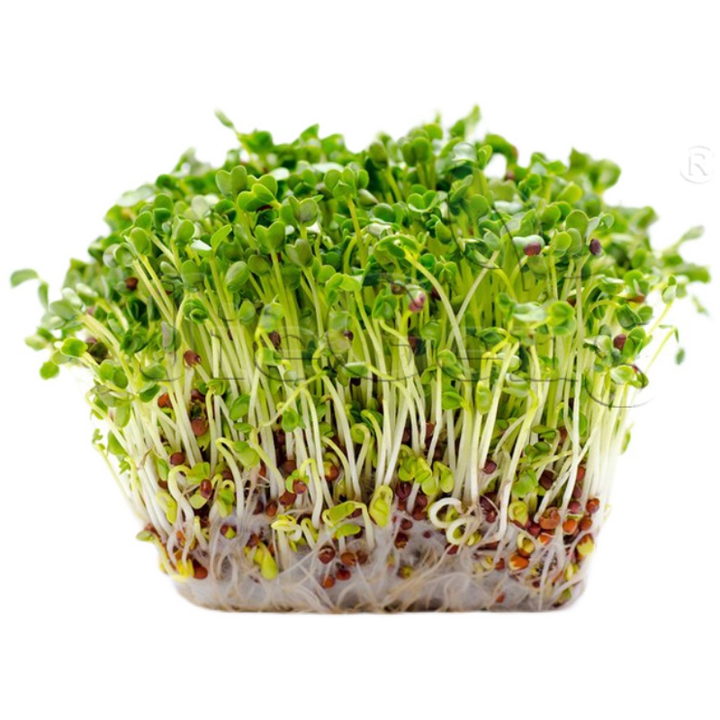 紫花苜蓿种子 三叶草 微型蔬菜 豆芽菜Alfalfa Sprouting Seeds - 图3