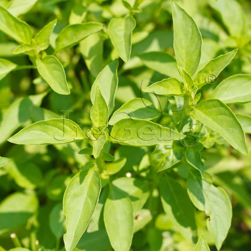 柠檬罗勒种子 Lemon Basil Seeds 泰国柠檬罗勒 驱蚊香草香料耐热 - 图2