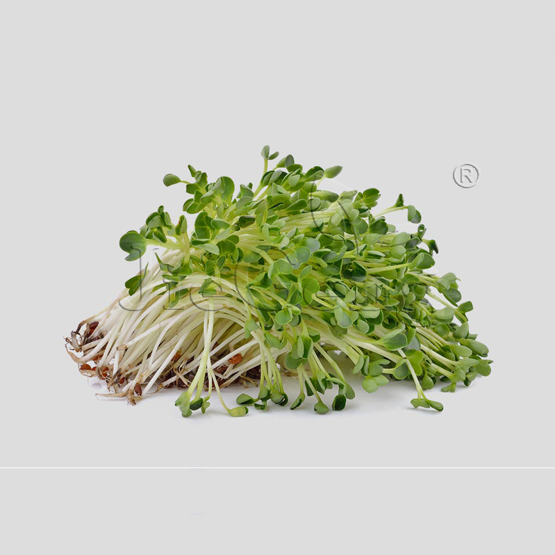 紫花苜蓿种子 三叶草 微型蔬菜 豆芽菜Alfalfa Sprouting Seeds - 图2