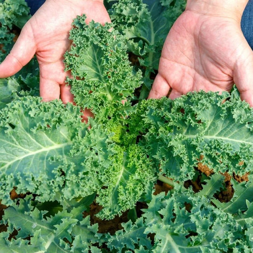 羽衣甘蓝种子 食用西伯利亚羽衣甘蓝 Siberian Kale 耐寒蔬菜菜籽 - 图0