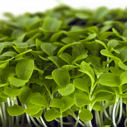 结球生菜种子 圆莴苣西生菜 芽苗菜微型蔬菜HeadLettuceMicroSeed - 图1