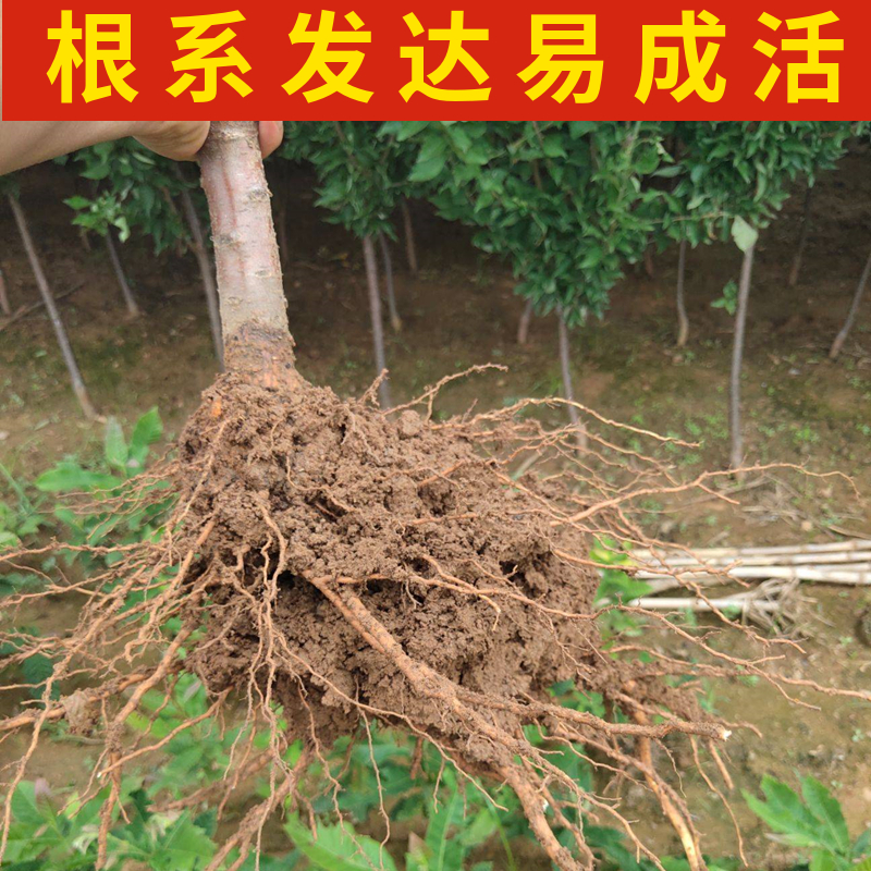 桃形李子苗南北方庭院地栽种植果树盆栽嫁接红心李子树苗当年结果 - 图2