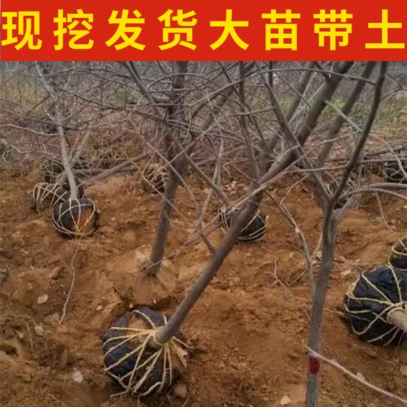 红灯笼柿子树南北方地栽特大果树盆栽嫁接软柿火晶小火罐当年结果-图3