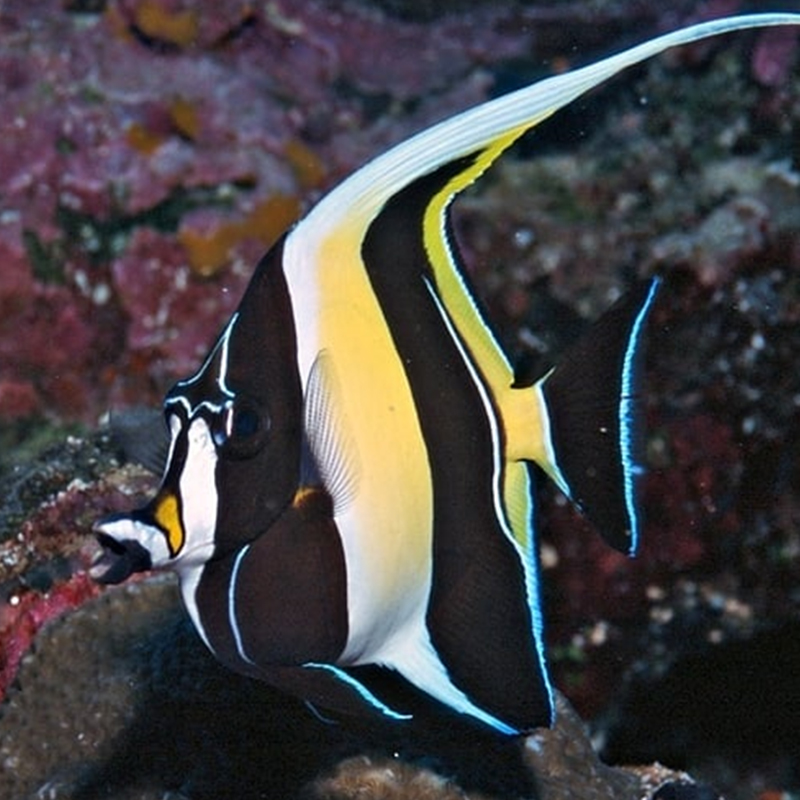 神像角蝶鱼黑白关刀开口神像活体海水观赏鱼蝶类海缸水族宠物鱼-图1