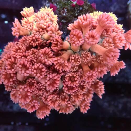 宝石花珊瑚澳洲星空彩单苞活体海水鱼缸珊瑚万花筒软体水族珊瑚 - 图0
