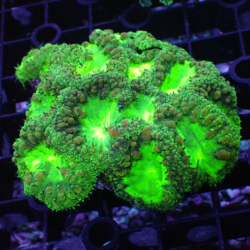 大种纽扣脑珊瑚糖果脑分支脑珊瑚荧光色彩金色海水鱼活体珊瑚活体 - 图2