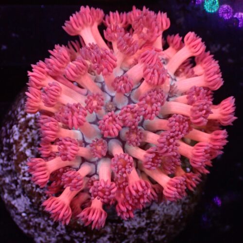 宝石花珊瑚澳洲星空彩单苞活体海水鱼缸珊瑚万花筒软体水族珊瑚 - 图1