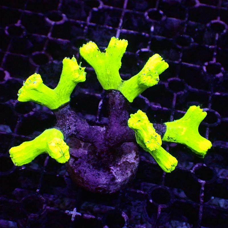 荧光分支脑珊瑚海水海鱼缸观赏生物活体LPS软体新手试水易养,淘宝优惠券,粉丝福利购,淘宝优惠卷