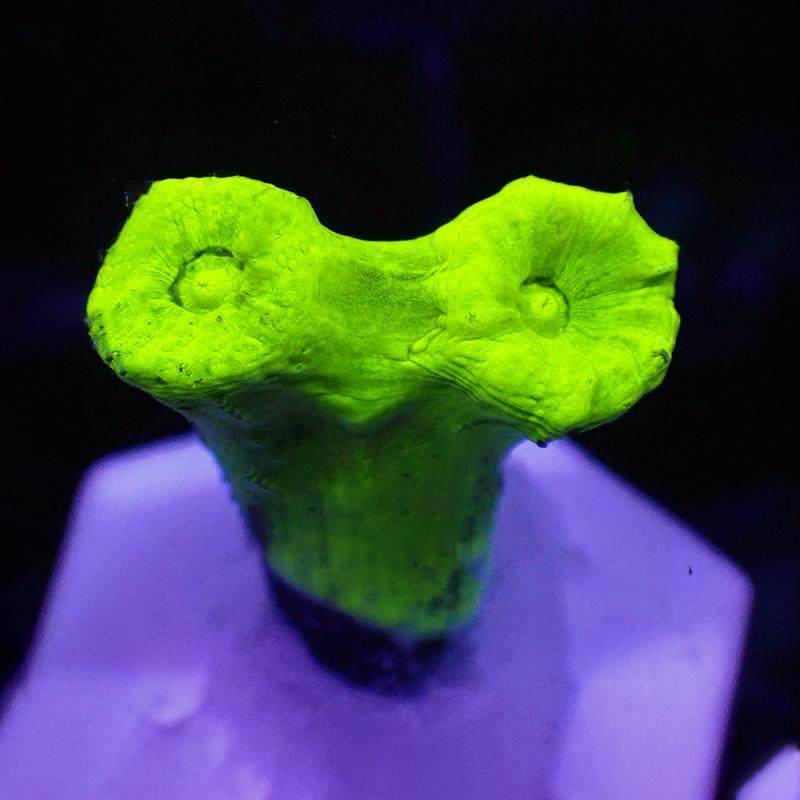 荧光分支脑珊瑚海水海鱼缸观赏生物活体LPS软体新手试水易养,淘宝优惠券,粉丝福利购,淘宝优惠卷