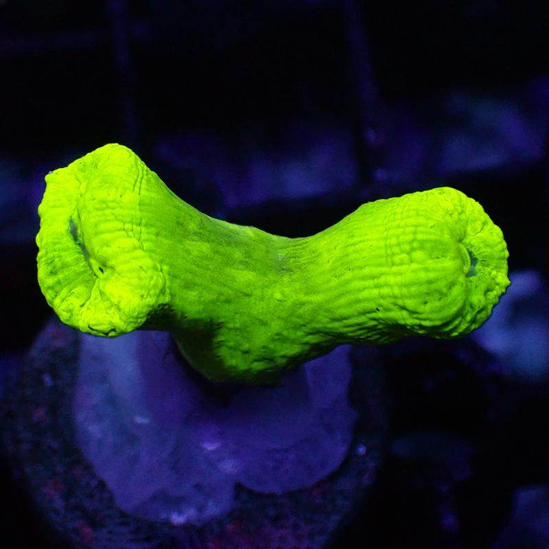 荧光分支脑珊瑚海水海鱼缸观赏生物活体LPS软体新手试水易养,淘宝优惠券,粉丝福利购,淘宝优惠卷