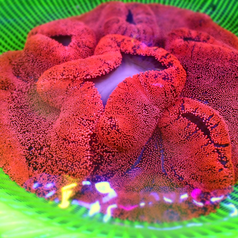 绿珍珠地毯红地毯荧光绿长须地毯海葵小丑鱼最爱海水鱼缸活体珊瑚 - 图1