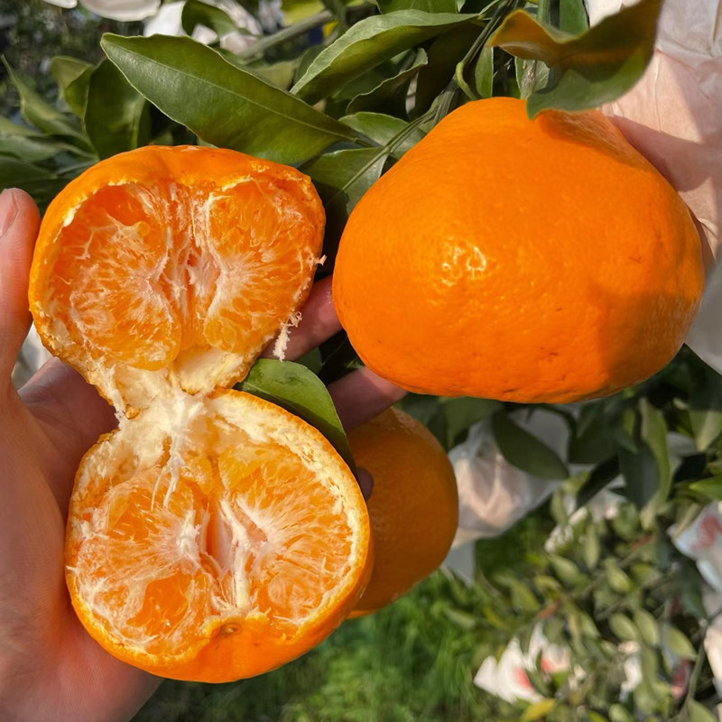特级现摘四川爆浆春见耙耙柑当季新鲜水果整箱10斤超甜橘子粑粑柑,淘宝优惠券,粉丝福利购,淘宝优惠卷