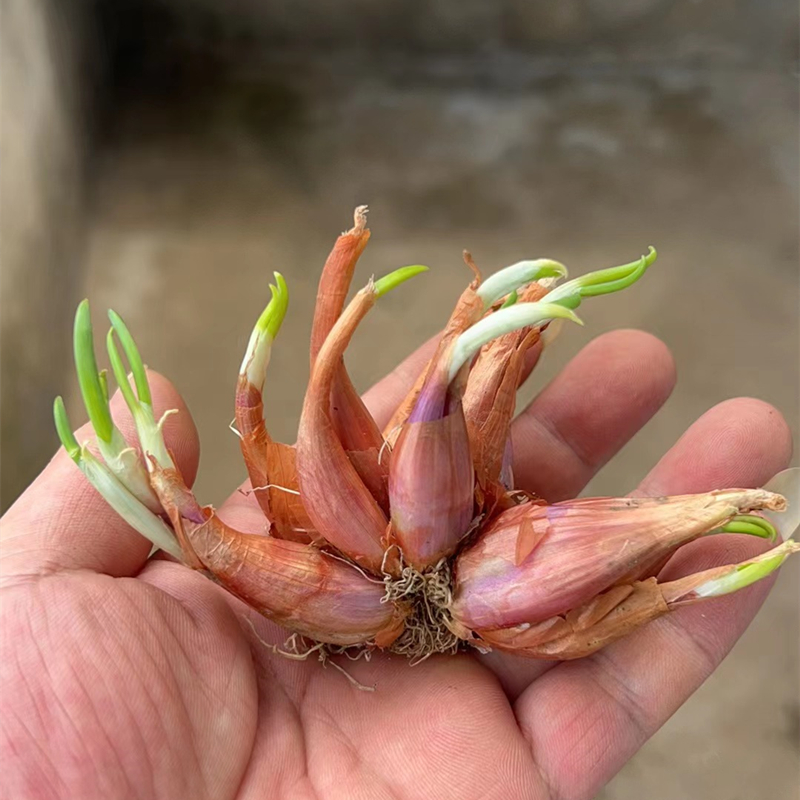 种植专用四川小香葱带芽红紫皮火葱头种盆栽阳台四季葱榨葱油酥干 - 图2