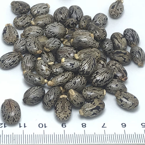 新鲜蓖麻子500g克包邮蓖麻仁中药材蓖麻籽种子饱满野生大蓖麻子油 - 图2