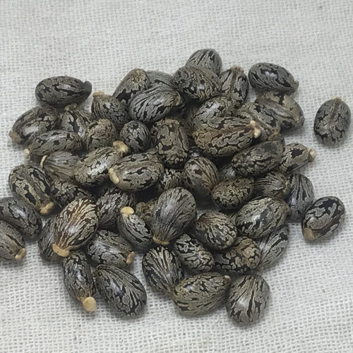 新鲜蓖麻子500g克包邮蓖麻仁中药材蓖麻籽种子饱满野生大蓖麻子油 - 图3