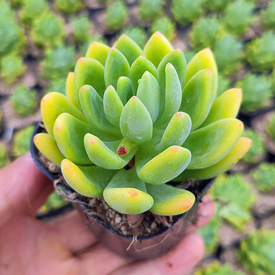 桃蛋多肉植物组合小盆栽室内桌面花卉绿植新手套餐肉肉植物不含盆 虎窝淘