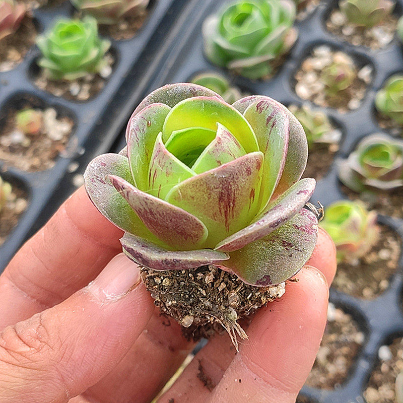 小红帽小妖姬山地玫瑰系列多肉植物室内花卉组合盆栽肉肉植物老桩,淘宝优惠券,粉丝福利购,淘宝优惠卷