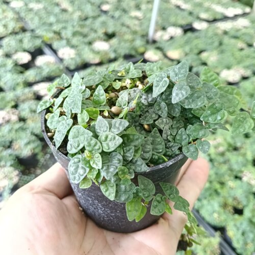 爬藤造景霹雳水陆缸假山盆栽室内室外微型小美观喜水喜光盆栽包邮 - 图3