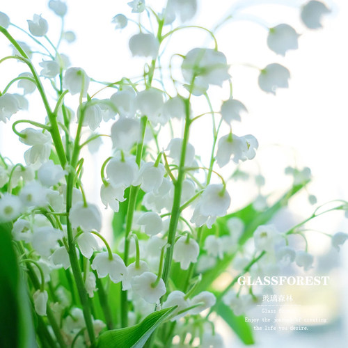 进口德国铃兰花苗种球宿根带芽耐寒当年开花室内耐荫浓香花卉盆栽 - 图3