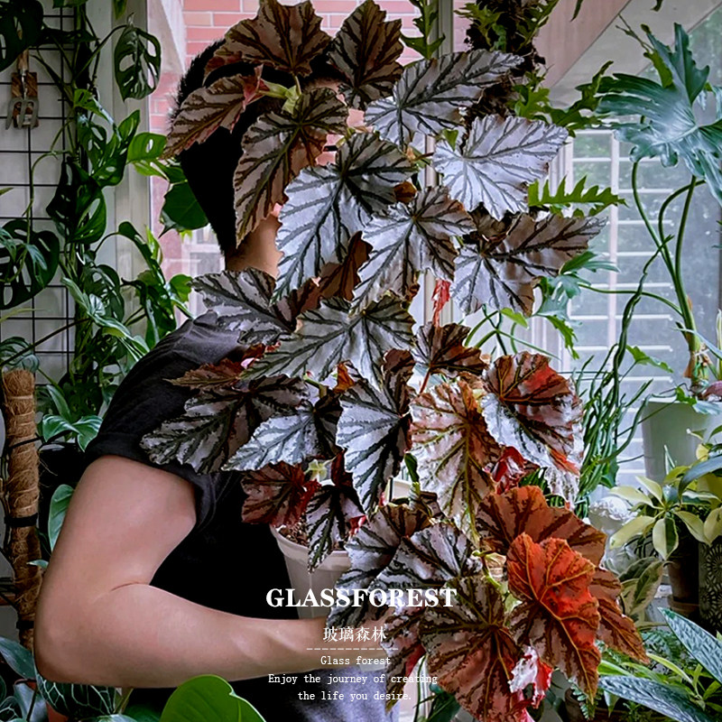 海威秋海棠Highway进口竹节ins风客厅办公桌耐阴盆栽净化空气好养,淘宝优惠券,粉丝福利购,淘宝优惠卷