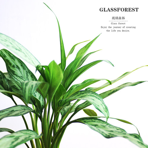 这个杀手不太冷同款植物盆栽银皇后万年青客厅绿植室内盆栽好养 - 图2