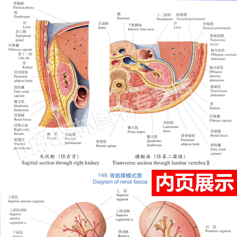 人体解剖彩色学图谱 第三版第3版新版郭光文3D搭奈特医用医学生解剖书外科全彩局部系统实用解剖彩绘本科大学教材二版升级人民卫生 - 图1