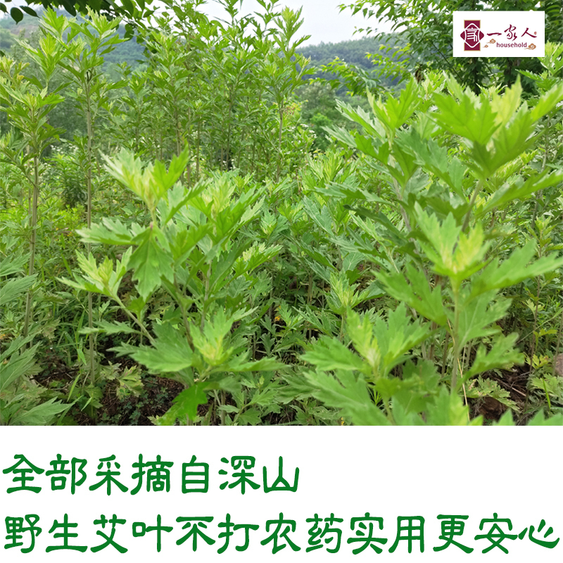 野生艾草干艾叶端午艾草叶月子泡脚包泡澡祛湿驱寒足浴药包家用 - 图0