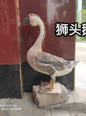 标本大鹅标本真皮毛大鹅 模型 真鹅毛白鹅道具真动物家禽顺丰包邮