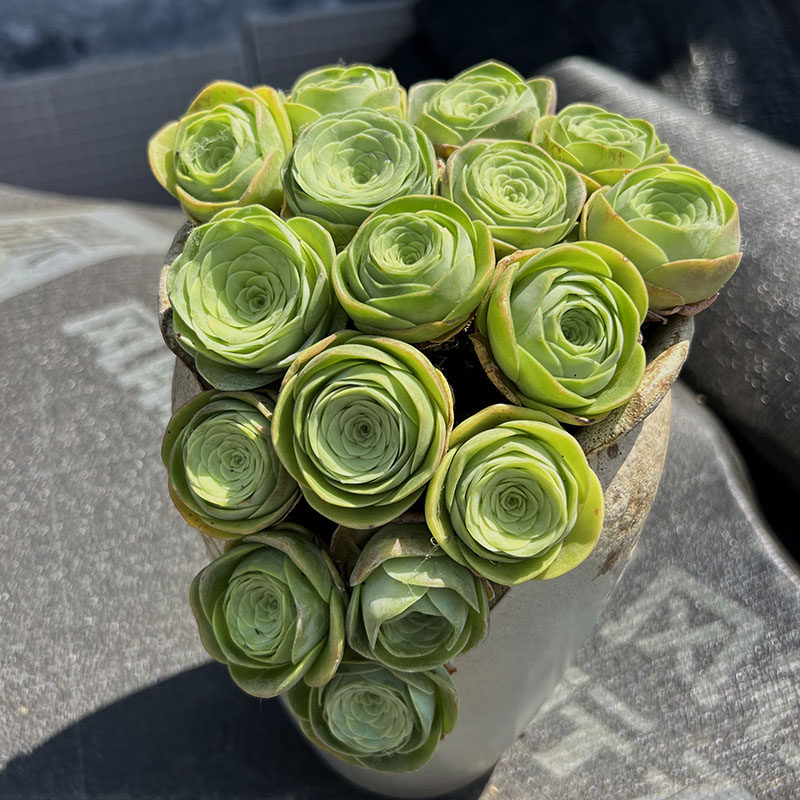 高山酒杯山地玫瑰多肉植物萌肉肉办公室盆栽花卉绿植阳台净化空气,淘宝优惠券,粉丝福利购,淘宝优惠卷