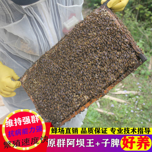 蜜蜂活体中蜂双色王中蜂带王带子脾带蜂箱阿坝中蜂蜂群阿坝中蜂 - 图0