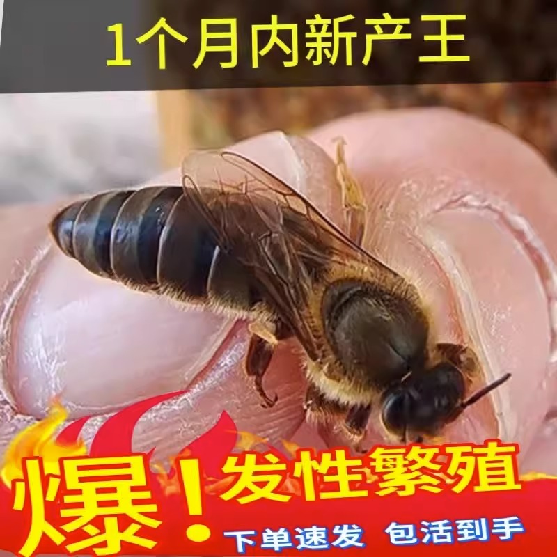 中蜂蜂王种王土蜂产卵王双色产子阿坝生产王活体福建蜜蜂开产新王 - 图0