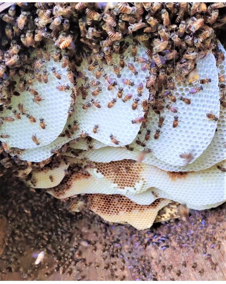 土蜜蜂优质中华蜜蜂中蜂蜂群带王带子脾阿坝蜂王蜂群养殖带箱包活,淘宝优惠券,粉丝福利购,淘宝优惠卷