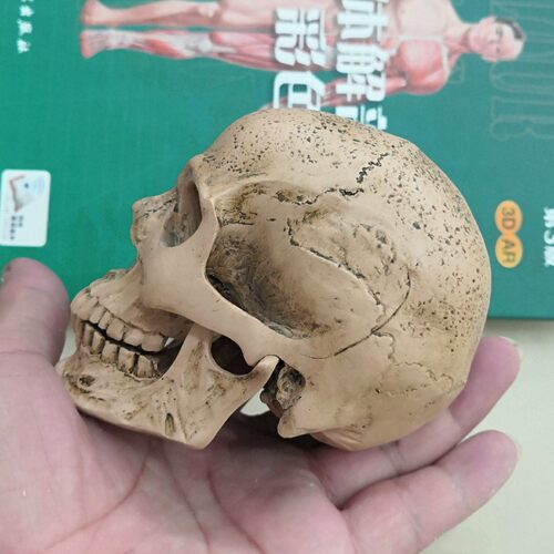 1:3美术医学静物绘画参考 艺用人体肌肉骨骼头雕头骨 半胸像模型 - 图3