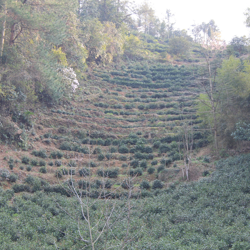 徽州绩溪2024年新茶叶正宗金山时雨绿茶农直销上庄高山云雾茶250g-图1