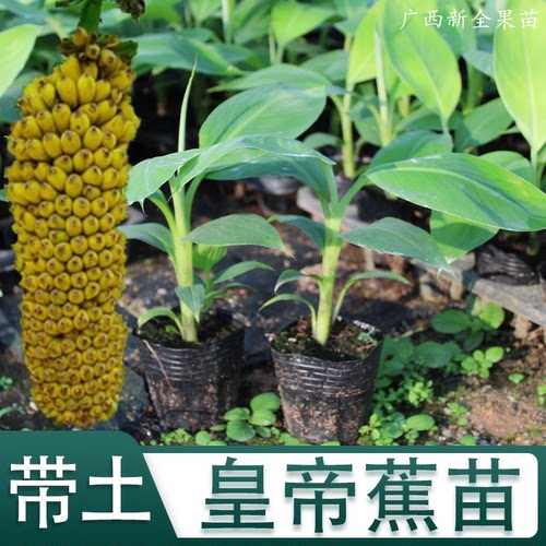 香蕉树苗矮化蕉苗苹果粉蕉威廉斯B6高产中蕉9号香蕉南方果树苗 - 图0
