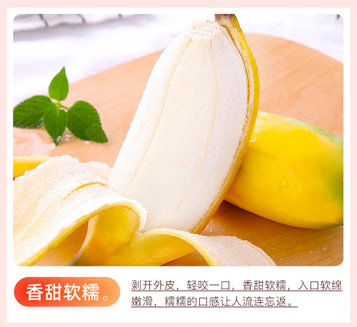 小米蕉苗带土广西发货中蕉9号香蕉苗四季种植小米蕉苗皇帝蕉苗 - 图1