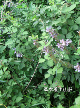 血参首乌洗发皂润发乌发顺滑植物