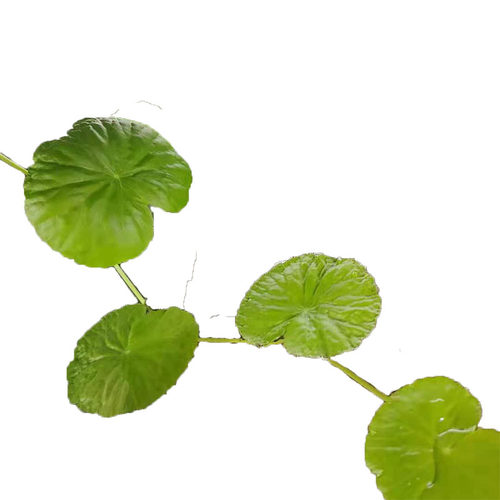 淡水鱼缸养ada香香草浮萍绿植吊漂浮水下爬行水面水草水上植物 - 图3