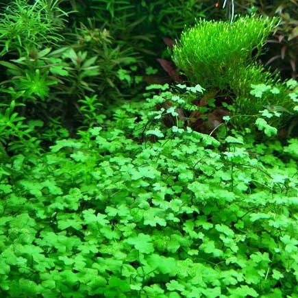 自产天湖葵天胡荽迷你爬地趴地矮珍珠日本矮鱼缸造景前景真水草 - 图1
