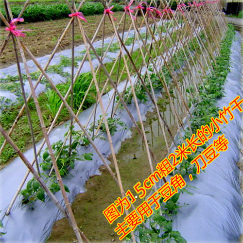竹竿竹杆菜园搭架彩旗竹杆爬藤竹竿豆角架黄瓜架菜架 - 图1