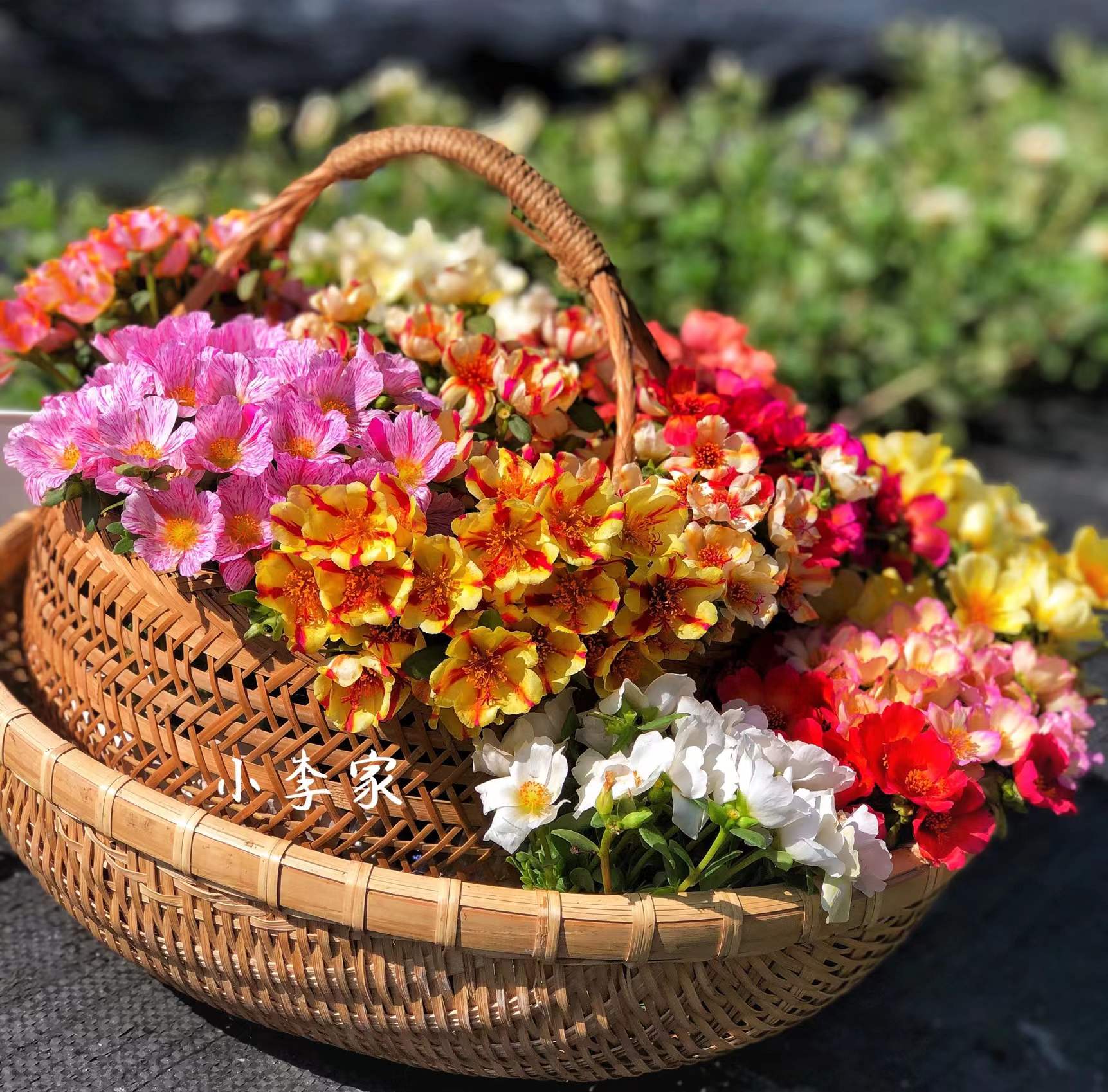 阔叶马齿苋宿根单瓣太阳花盆栽花苗枝条夏季耐易养活（满18包邮）-图1