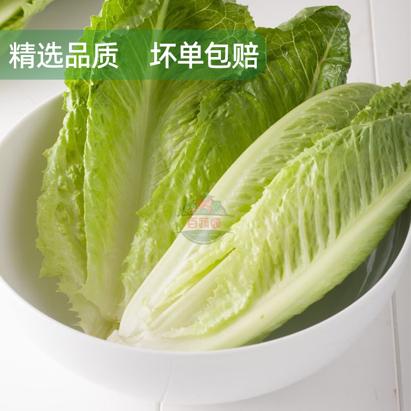 新鲜包心罗马生菜 黄心嫩罗纹凯撒生菜 西餐沙拉食材清洗即食蔬菜 - 图1