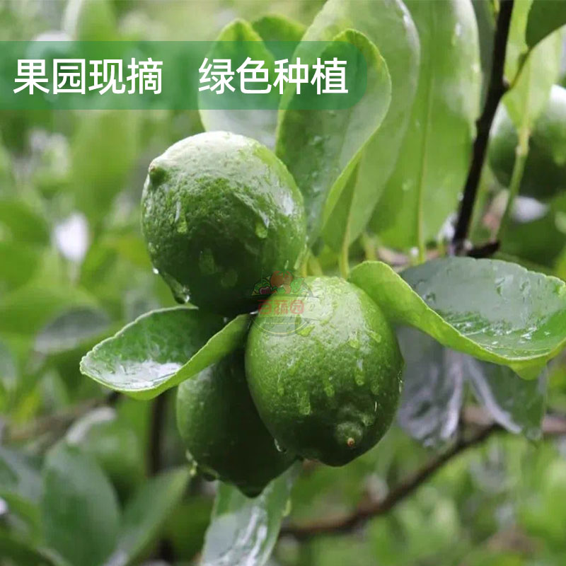 新鲜无籽青柠檬皮薄多汁一级柠檬泡水泡茶奶茶店专用酸爽水果调味-图0