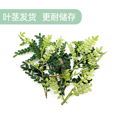 清香木新鲜胡椒木餐厅摆盘提拉米苏蛋糕装饰叶饮品点缀花草三色堇 - 图1