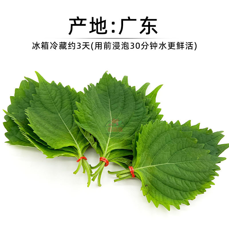 新鲜苏子叶大叶食用紫苏叶蘸酱包烤肉日式料理菜大小叶50片/盒装_虎窝淘