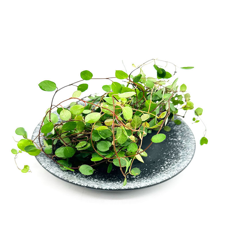 新鲜千叶吊兰长寿藤吊兰叶子西餐厅酒店蛋糕摆盘装饰点缀叶子花草,淘宝优惠券,粉丝福利购,淘宝优惠卷
