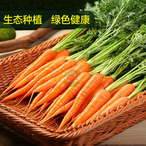 带叶手指胡萝卜新鲜蔬菜迷你水果胡萝卜西餐沙拉食材宝宝辅食蔬菜 - 图1