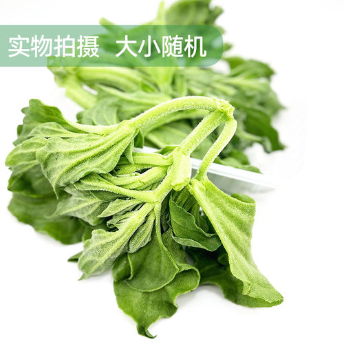新鲜冰草健身沙拉西餐食材凉拌轻食生吃水晶冰菜当季蔬菜包邮 - 图0