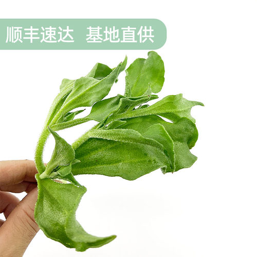 新鲜冰草健身沙拉西餐食材凉拌轻食生吃水晶冰菜当季蔬菜包邮 - 图3