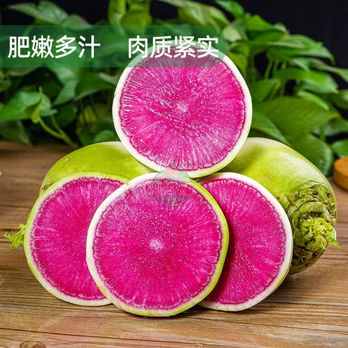 新鲜心里美萝卜农家红花心水果萝卜西餐轻食食材榨汁凉拌沙拉蔬菜 - 图0